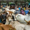 Jelang Iduladha, Ketersediaan Sapi dan Domba di Jember Terpantau Aman