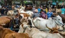 Jelang Iduladha, Ketersediaan Sapi dan Domba di Jember Terpantau Aman