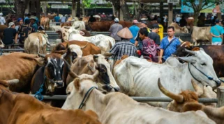 Jelang Iduladha, Ketersediaan Sapi dan Domba di Jember Terpantau Aman