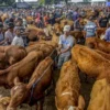 Jelang Iduladha, Sapi Warga Lumajang Hilang Dicuri dan Picu Kekhawatiran