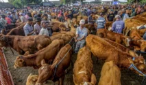 Jelang Iduladha, Sapi Warga Lumajang Hilang Dicuri dan Picu Kekhawatiran