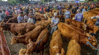 Jelang Iduladha, Sapi Warga Lumajang Hilang Dicuri dan Picu Kekhawatiran
