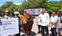 Jubir Gerindra Tegaskan Bantuan Sapi Kurban Presiden Dianggarkan Resmi Melalui APBN