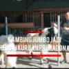 Kambing Senduro Jadi Primadona Pilihan Hewan Kurban Menjelang Idul Adha 2026