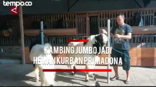 Kambing Senduro Jadi Primadona Pilihan Hewan Kurban Menjelang Idul Adha 2026