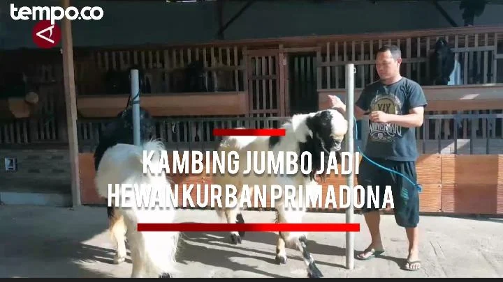 Kambing Senduro Jadi Primadona Pilihan Hewan Kurban Menjelang Idul Adha 2026