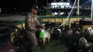 Karantina Ketapang Gagalkan Pengiriman 50 Kambing Tanpa Dokumen Resmi Menjelang Iduladha
