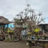 Kayu Terdampar di Pantai Bali Disulap Jadi Kerajinan Bernilai Tinggi oleh Ulu Sari Handicraft