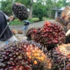 Kebijakan Ekspor Satu Pintu dan Dampaknya pada Harga Kelapa Sawit di Indonesia