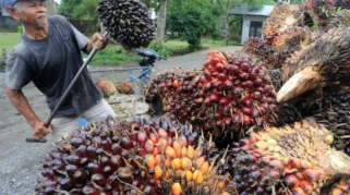 Kebijakan Ekspor Satu Pintu dan Dampaknya pada Harga Kelapa Sawit di Indonesia