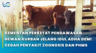 Kemenkes Beri Panduan Lindungi Masyarakat dari Penyakit Zoonosis Hewan Kurban Iduladha 2026