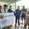 Kemensos Salurkan 295 Hewan Kurban untuk Pegawai dan Masyarakat pada Iduladha 1447 H