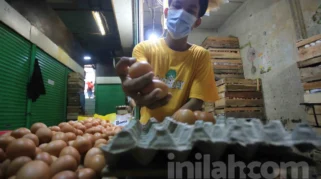 Kementan Dorong Kenaikan Harga Telur hingga Rp26.500 per Kg untuk Lindungi Peternak Rakyat
