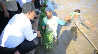 Kementan Kawal Rehabilitasi Sawah Pascabencana, Dorong Pemulihan Pertanian Sumatera Barat