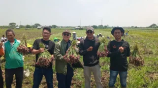 Kementan Perkuat Pengawasan Pasokan Bawang Merah Jelang Iduladha