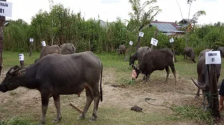 Kerbau untuk Kurban Idul Adha Ditemukan Mati di Dalam Sumur, Pemilik Heran Bisa Lepas dari Ikatan