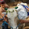 Ketua PPI Ungkap Tradisi Iduladha di Afrika Selatan, Dari Pembagian Daging Hingga Takbiran Mahasiswa