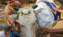 Ketua PPI Ungkap Tradisi Iduladha di Afrika Selatan, Dari Pembagian Daging Hingga Takbiran Mahasiswa