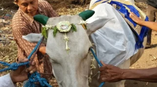 Ketua PPI Ungkap Tradisi Iduladha di Afrika Selatan, Dari Pembagian Daging Hingga Takbiran Mahasiswa