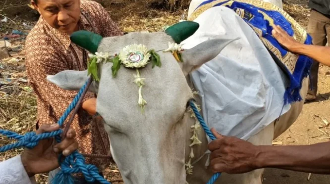 Ketua PPI Ungkap Tradisi Iduladha di Afrika Selatan, Dari Pembagian Daging Hingga Takbiran Mahasiswa
