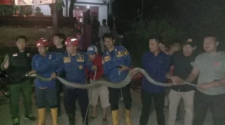 King Cobra Bojonegoro Dievakuasi Damkarmat, Satu Mati, Satu Hidup Diserahkan ke Exalos