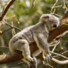 Koala Bisa Habiskan 20 Jam Sehari untuk Tidur, Ini Alasannya