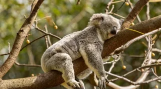 Koala Bisa Habiskan 20 Jam Sehari untuk Tidur, Ini Alasannya