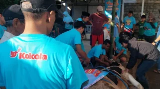 Kokola Group Bersama Ustadzah Mamah Dedeh Salurkan Qurban Sapi Limosin di Ciamis