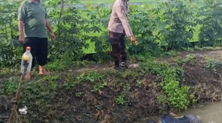 Lansia di Kartoharjo Magetan Meninggal Dunia Akibat Tersengat Listrik dari Perangkap Tikus di Sawah
