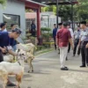 Lapas Banyuwangi Sembelih 12 Hewan Kurban, Warga Binaan Nyate Bareng