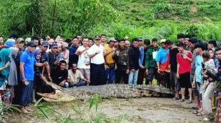 Lebih dari 20 Warga Berhasil Tangkap Buaya 300 Kilogram di Kota Kinabalu