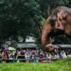 Libur Panjang, Ragunan Jadi Pilihan Wisata Edukatif Keluarga