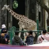 Libur Panjang, Ragunan Pertahankan Tarif Normal untuk Wisatawan