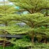 Manfaat Pohon Ketapang bagi Lingkungan yang Jarang Diketahui
