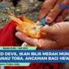 Martalena Manalu Olah Ikan Red Devil Jadi Kerupuk Khas Danau Toba
