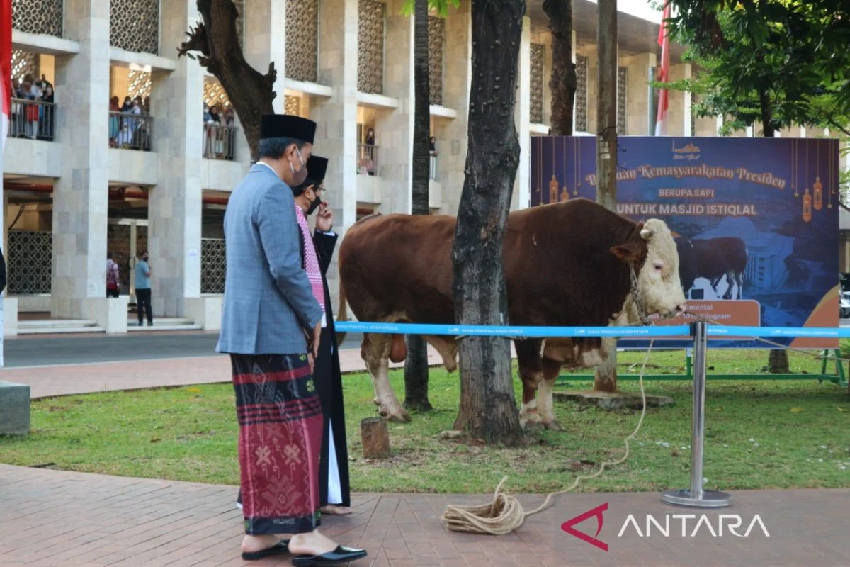 Masjid Istiqlal Terima Puluhan Hewan Kurban dari Presiden dan Tokoh Masyarakat Jelang Iduladha 1447 Hijriah
