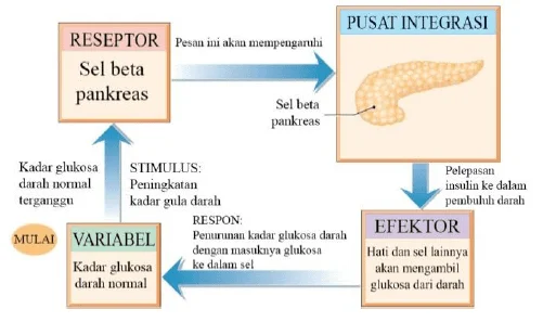 Mekanisme Biologis di Balik Gejala