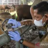 Menag Pastikan Penyembelihan Kurban di Istiqlal Gunakan Sistem Ramah Lingkungan dan Modern