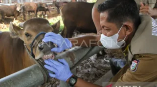 Menag Pastikan Penyembelihan Kurban di Istiqlal Gunakan Sistem Ramah Lingkungan dan Modern