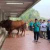 Menag Pimpin Langsung Penyembelihan Sapi Kurban Presiden Prabowo di Istiqlal