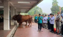 Menag Pimpin Langsung Penyembelihan Sapi Kurban Presiden Prabowo di Istiqlal
