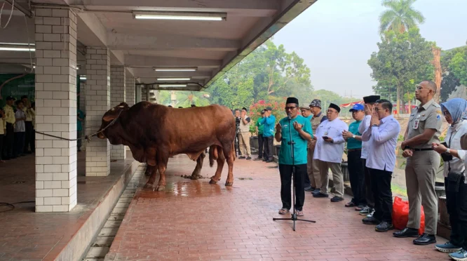 Menag Pimpin Langsung Penyembelihan Sapi Kurban Presiden Prabowo di Istiqlal