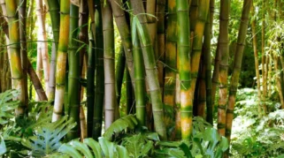 Mengapa Indonesia Perlu Memperhatikan Budidaya Bambu dengan Serius?