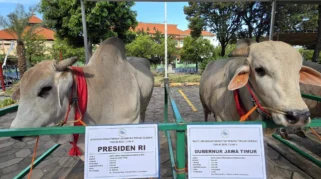 Mengenal Jenis-Jenis Sapi Kurban dari Presiden Prabowo untuk Iduladha 2026