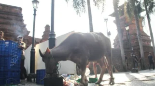 Mengenal Tradisi Unik Toleransi Kurban di Menara Kudus: Kerbau & Kambing Jadi Simbol Harmoni Umat