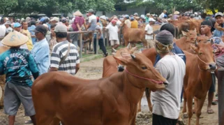 Menjelang Idul Adha, Harga Sapi Kurban di Lumajang Melonjak Rp3 Juta per Ekor