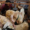 Menjelang Idul Adha, Pedagang Kambing Musiman Meningkat di Jember