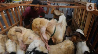 Menjelang Idul Adha, Pedagang Kambing Musiman Meningkat di Jember