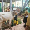 MN KAHMI Sembelih 23 Hewan Kurban, Daging Dibagikan untuk Warga di Depok