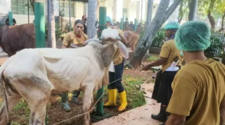 MN KAHMI Sembelih 23 Hewan Kurban, Daging Dibagikan untuk Warga di Depok